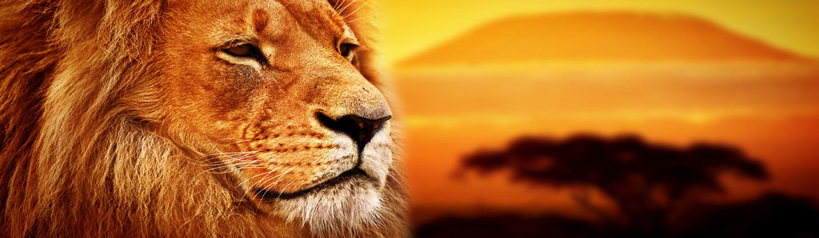 Kenya - Lion sur le Kilimanjaro 