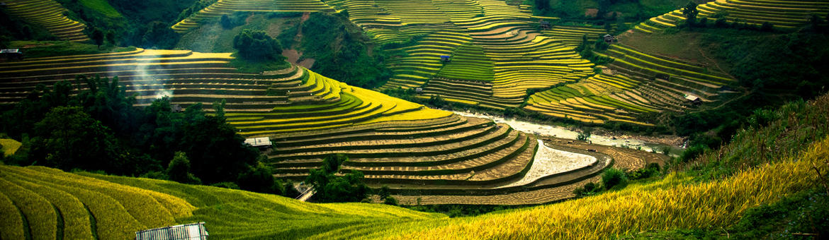 Vietnam - Rizière en espalier à Mu Cang Chai
