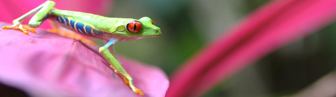 Costa Rica - Grenouille verte