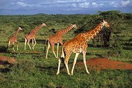 Au coeur du Kenya 0 - Itinéraire en privé