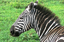 Aventure en Tanzanie 0 - Circuits accompagnés