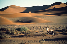 Emotions namibiennes en 4X4 0 - Autotours 