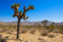 Joshua Tree National Park – Californie - Etats-Unis Ouest