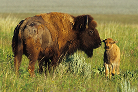 Custer State Park - Dakota du Sud - Etats-Unis Ouest