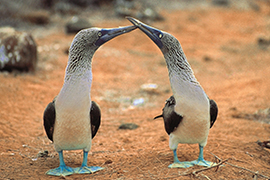 Fous à patte bleues - Île San Cristobal - Galapagos - Equateur - Itinéraire en privé