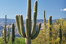 Saguaro National Park - Arizona - Etats Unis