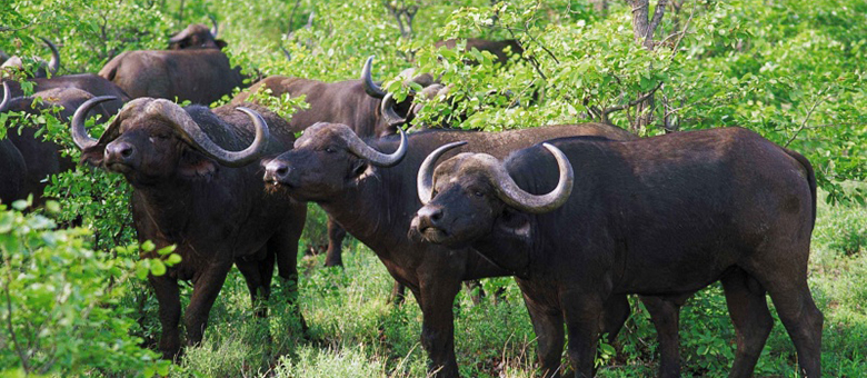 Afrique du Sud authentique 1