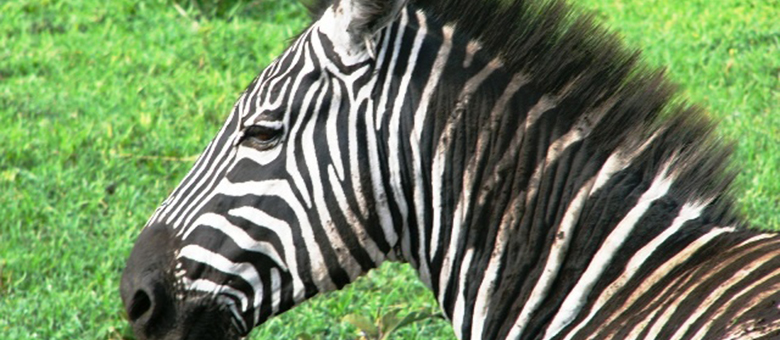 Aventure en Tanzanie 0