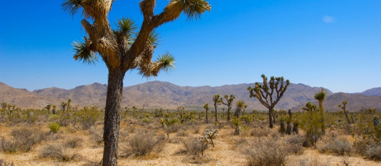 Joshua Tree National Park – Californie - Etats-Unis Ouest