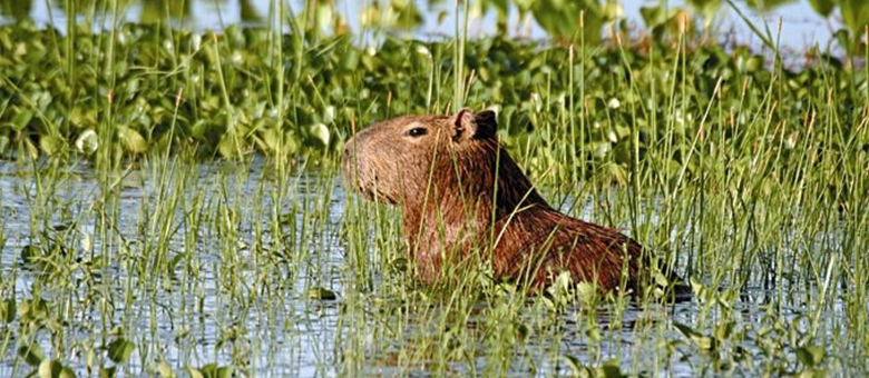 Capybara - Llanos - Venezuela
