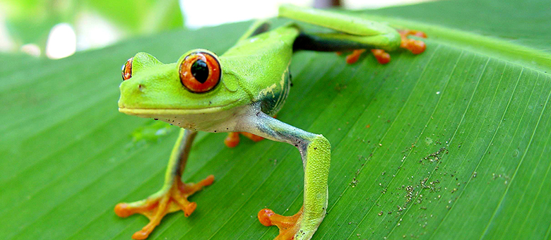 Grenouille - Frog - Costa Rica