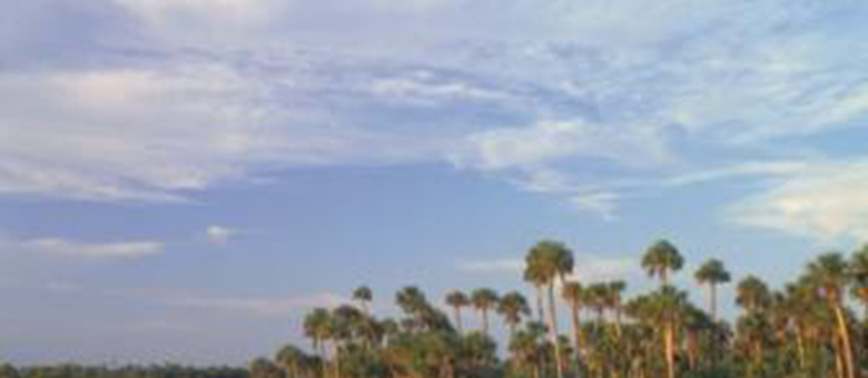 Everglades National Park -Floride - Etats-Unis Sud