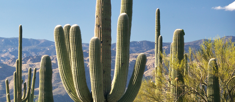Saguaro National Park - Arizona - Etats Unis
